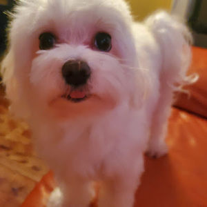 Meet your Posher, Armando